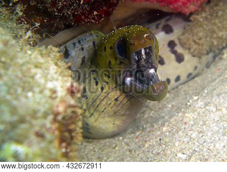 Fimbriated Moray Eel (gymnothorax Fimbriatus) On The Ground In The Filipino Sea 15.2.2012