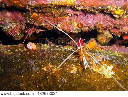 Dancing Shrimp (rhynchocinetes Durbanensis) On The Ground In The Filipino Sea 19.2.2012