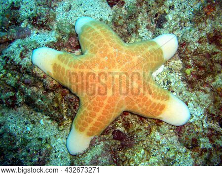Granular Sea Star (choriaster Granulatus) On The Ground In The Filipino Sea 4.2.2012