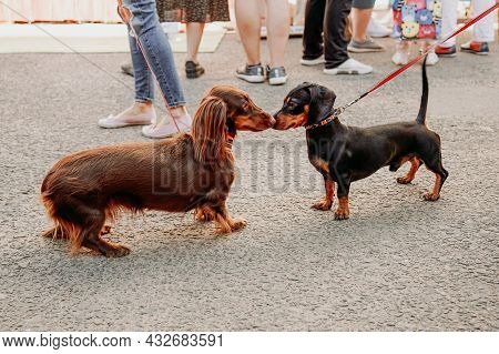 Two Dachshund Dogs Get To Know And Greet Each Other With Their Noses. Walking The Dogs. Pet Friendly