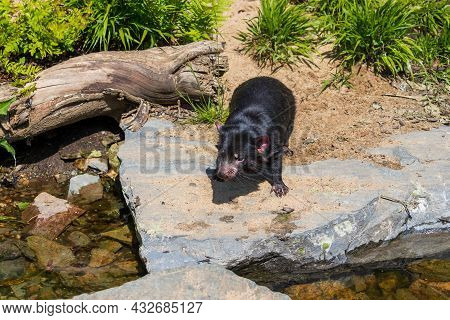 The Bear Devil - Tasmanian Devil - A Black Animal In Its Natural Habitat.