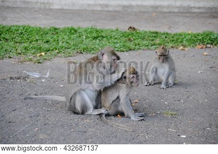Marmoset Martyski On The Sidewalks Of The City. Marties On Bali.