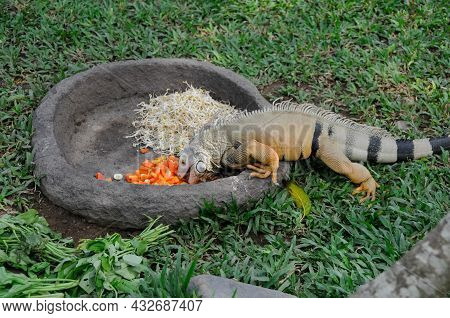 The Iguana Eats Fruit From A Stone Plate At The Zoo.