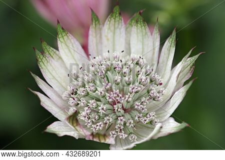 White Masterwort, Astrantia Major Unknown Variety, Flower Umbel In Close Up With White Bracteoles Ti
