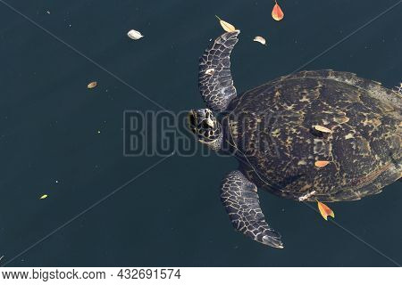 Close View Of Sea Turtle