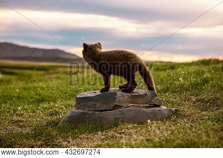 Beautiful Wild Animal In The Grass. Arctic Fox Cub, Vulpes Lagopus, Cute Animal In The Nature Habita