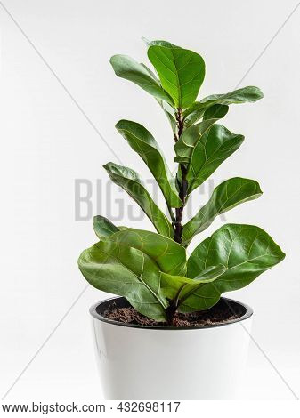 Ficus Lirata Bombino In White Pot On White Background. Minimal Houseplant Concept. Front View. Copy 
