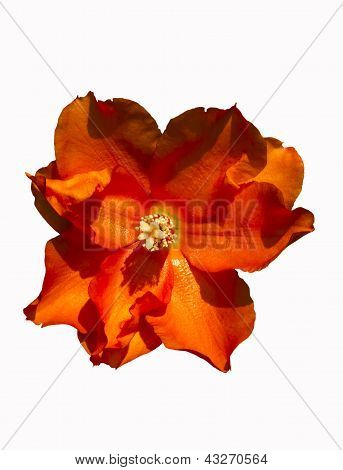 Orange Flower