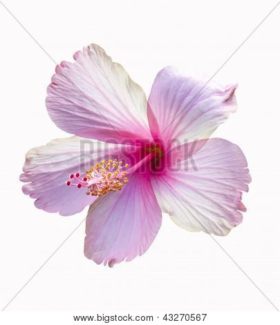 Pink Hibiscus Flower