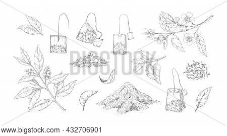 Dried Tea Sketch. Engraved Fresh And Dry Leaves For Black And Green Morning Drink. Hand Drawn Natura