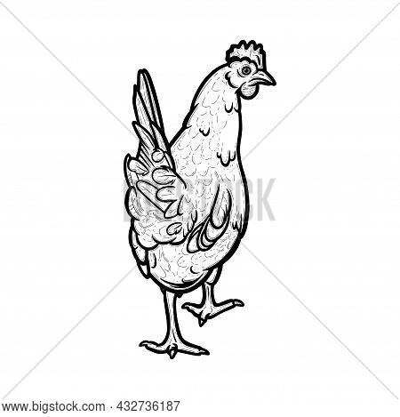 Domestic Hen Engraved In White Background. Hen Bird With Cockscomb. Sketch Vector Illustration