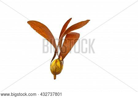 Seeds Tree (dipterocarpus Intricatus , Dipterocarpus Obtusifolius Teijsm ) Isolated On White Backgro