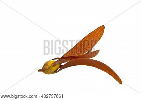 Seeds Tree (dipterocarpus Intricatus , Dipterocarpus Obtusifolius Teijsm ) Isolated On White Backgro