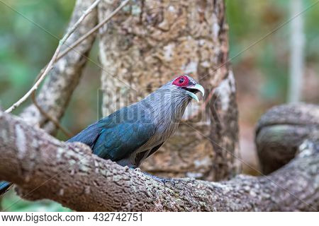 Beautiful Of Green Billed Malkoha (phaenicophaeus Tristis) Great Of Cuckoo Bird On Branch
