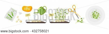 Growing Micro Greens From Seed To Plates. Growth Stages Of Plants At Home For Healthy Diet. Agricult