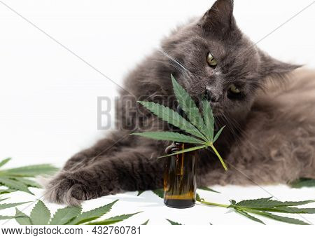 Big Mainecoon Cat Sniffs A Cannabis Leaf. Cbd Oil Is Used In Veterinary Medicine As A Sedative And P