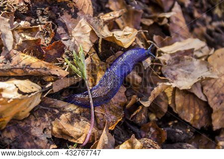 Close-up Of A Big Blue Slug Crowling On The Carpathian Forest