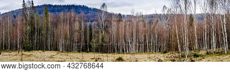 Birch Forest In Carpathian Mountains