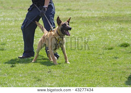 Dog training school.