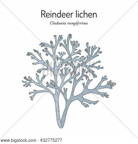 Grey Reindeer Lichen Or Deer Moss Cladonia Rangiferina , A Species Of Lichen In The Family Cladoniac