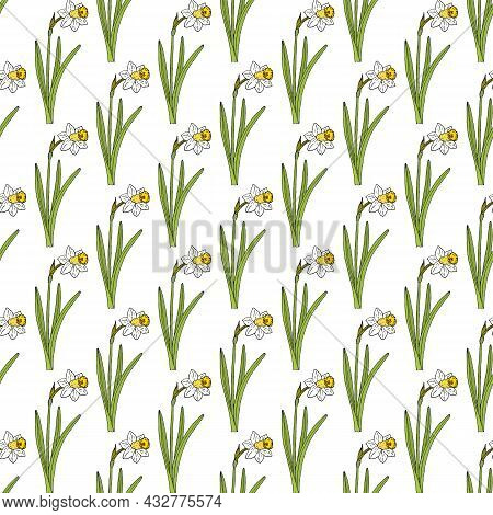 Seamless Pattern With Poets Daffodil, Or Narcissus On White Background. Vector Illustration.