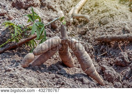 Cassava On The Ground For Planting, Cassava For Tapioca Flour Industry, Raw Yucca Tuber