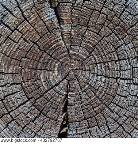Cross Section Of The Old Tree Color