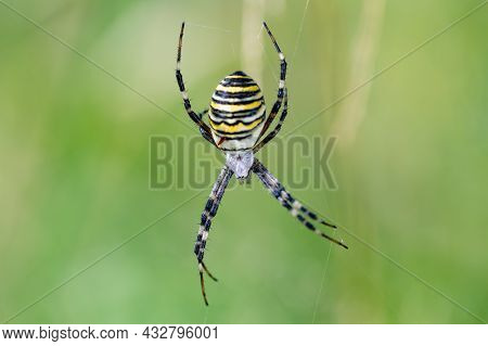 Argiope Bruennichi (wasp Spider) On Web, Invasive Species Of Orb-web Spider Distributed Throughout C