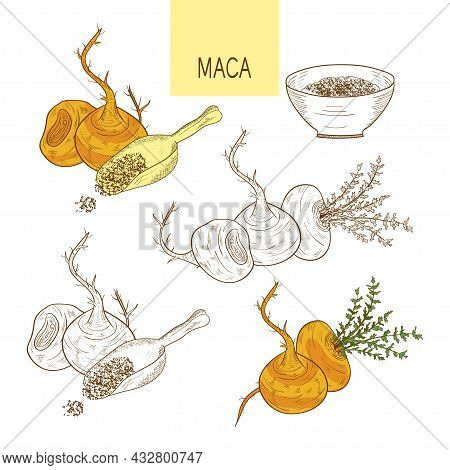 Maca. Tuber. Powder Sketch Color And Monochrome Drawing