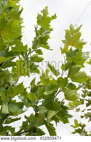 Plane Tree, Leaves And Branches, Sycamore Leaf. Platanus Orientalis Or Oriental Plane Tree Branches