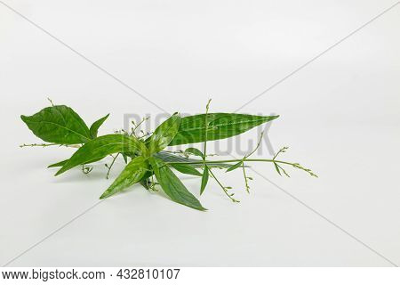 Andrographis Paniculata Herb Plant On White Background