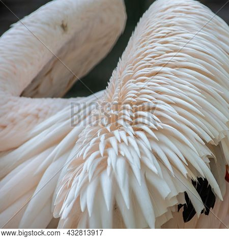 The Great White Pelican - Pelecanus Onocrotalus - Also Known As The Eastern White Pelican. Bird Scen