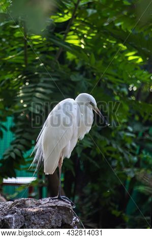 Great Egret Or Ardea Alba Perched On Branch With Natural Green Background