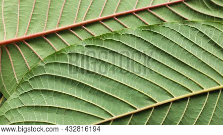 The Structure Of The Kratom Leaves. Mitragyna Speciosa, The Red And White Structure On The Back Of T