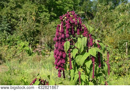 Amaranth Is Cultivated As Leaf Vegetables, Cereals And Ornamental Plants .