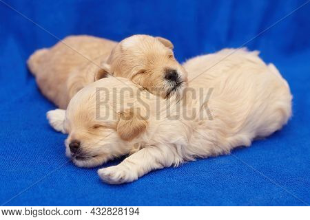 Two Very Small Maltipu Puppies Are Sleeping In An Embrace. Photo Shoot On A Blue Background.