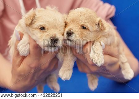 Women's Hands Hold Two Small Maltipu Puppies. Photo Shoot On A Blue Background.