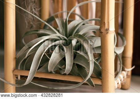 Tillandsia Xerographica In A Bamboo Stand.home Gardening.biophillia Design.urban Jungle.selective Fo
