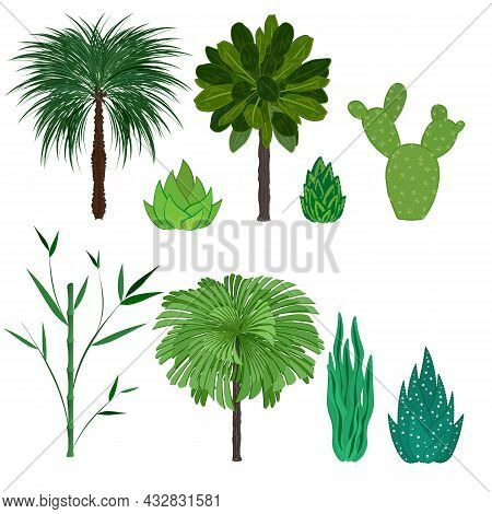 A Set Of Isolated Tropical And Desert Plants. Palm Trees, Bamboo, Cactus, Agave, Succulents