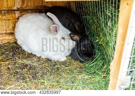 Small Feeding White And Black Rabbits Chewing Grass In Rabbit-hutch On Animal Farm, Barn Ranch Backg