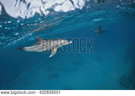 Indo-pacific Bottlenose Dolphins (tursiops Aduncus) Swimming Under The Sea Surface, In A Sandy Botto