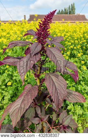 Close Up Of A Prince Of Wales Feather (amaranthus Hypochondriacus) Flower With A Yellow Background