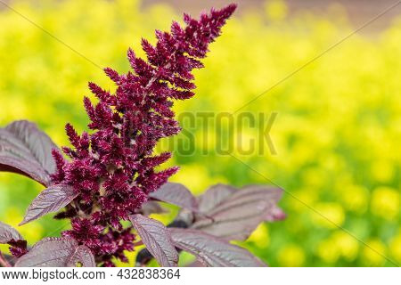 Prince Of Wales Feather (amaranthus Hypochondriacus) Plant