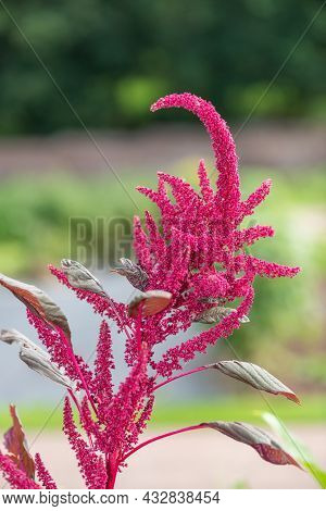 Prince Of Wales Feather (amaranthus Hypochondriacus) Plant