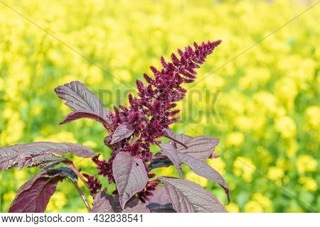 Prince Of Wales Feather (amaranthus Hypochondriacus) Plant