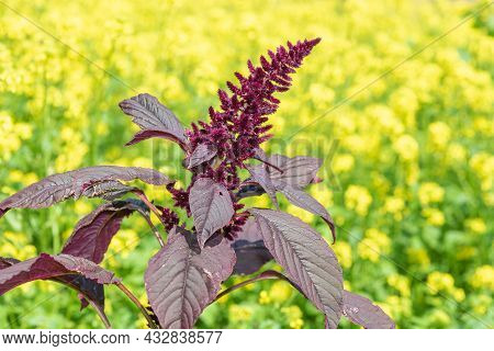 Prince Of Wales Feather (amaranthus Hypochondriacus) Plant