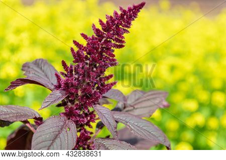 Prince Of Wales Feather (amaranthus Hypochondriacus) Plant