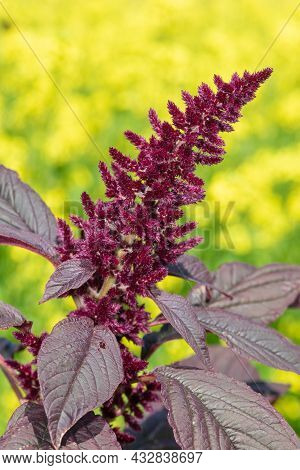 Prince Of Wales Feather (amaranthus Hypochondriacus) Plant