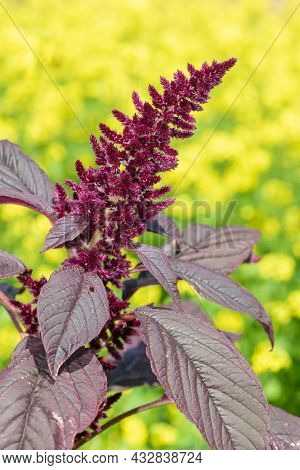 Prince Of Wales Feather (amaranthus Hypochondriacus) Plant