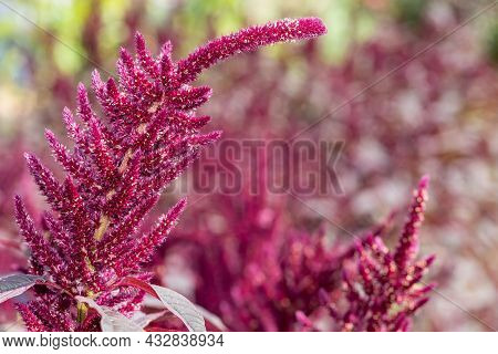 Prince Of Wales Feather (amaranthus Hypochondriacus) Plant